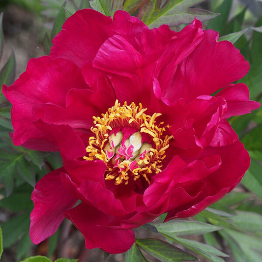 Itoh Peony 'Scarlet Heaven' | Paeonia x intersectional 'Scarlet Heaven'