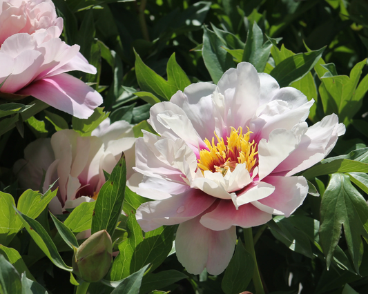 Itoh Peony 'Cora Louise' | Paeonia Itoh 'Cora Louise'