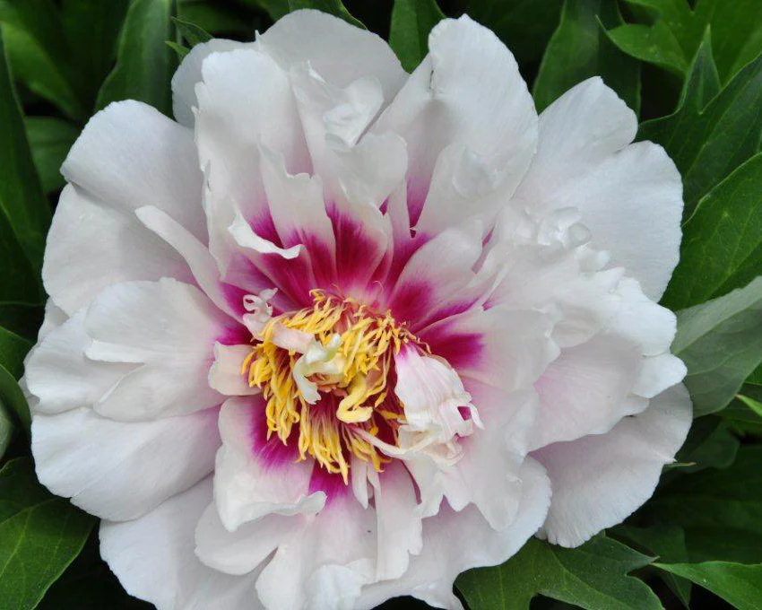 Itoh Peony 'Cora Louise' | Paeonia Itoh 'Cora Louise'