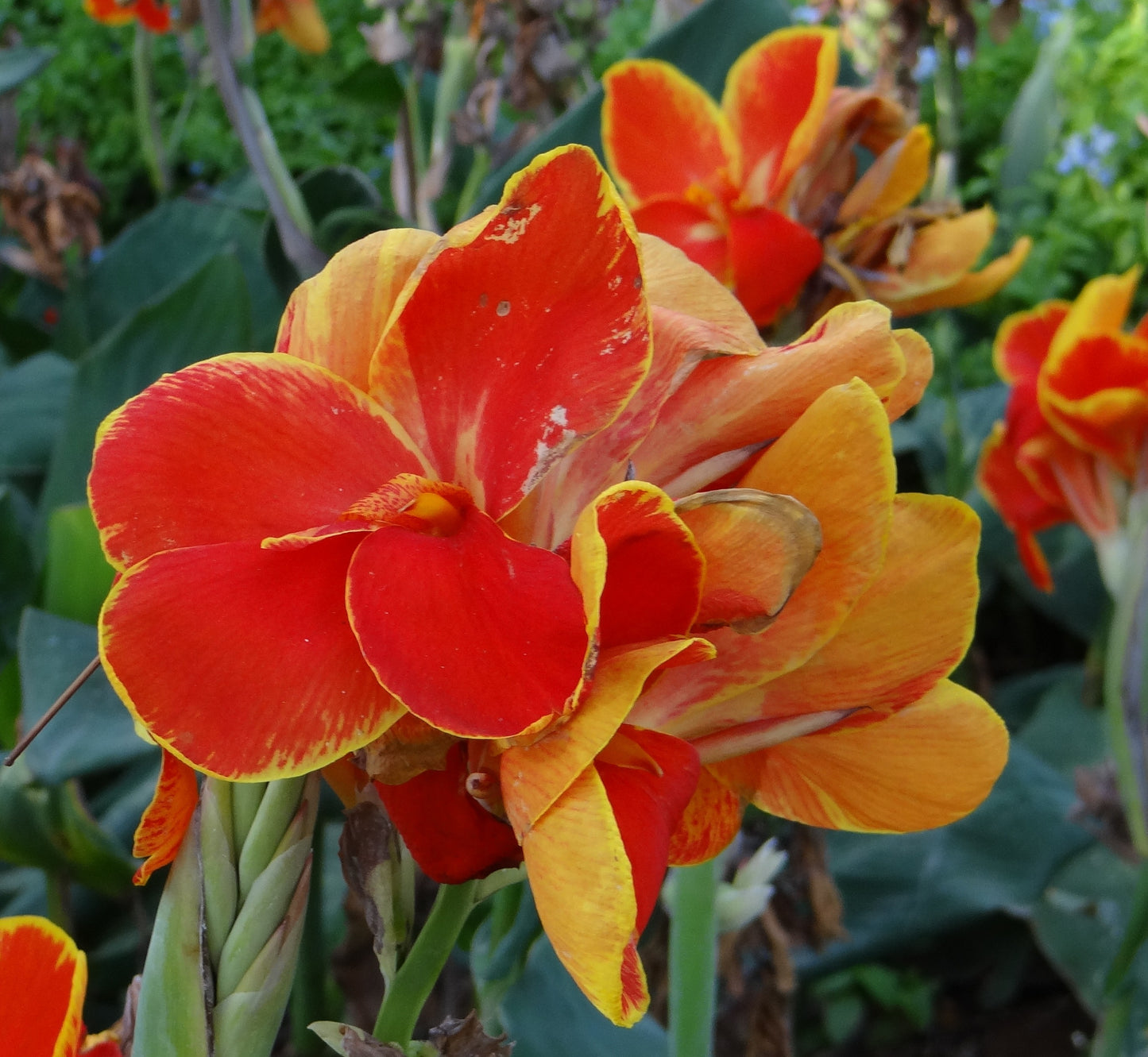 Canna, Dwarf 'Lucifer' | Canna x generalis 'Lucifer'