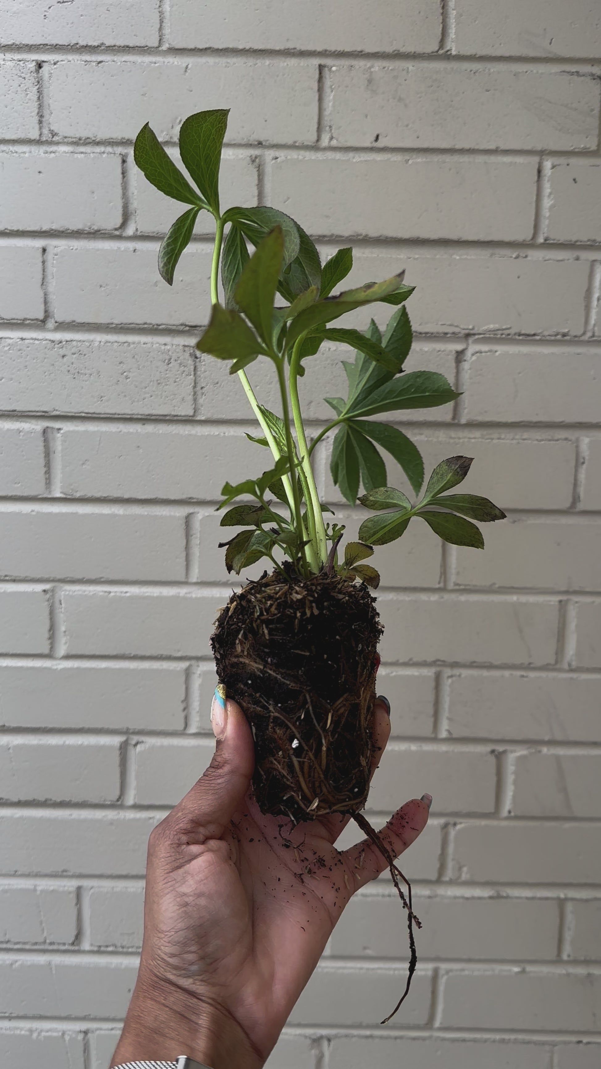 hellebore lenten rose live plant