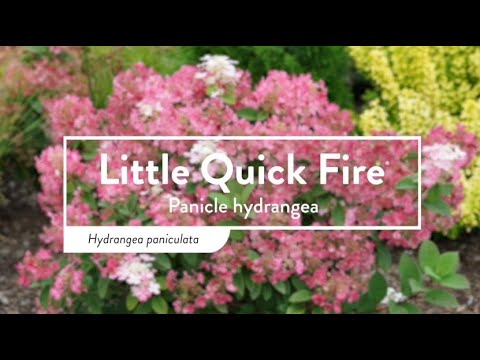 Proven Winners Little QUICK FIRE® Panicle Hydrangea | Hydrangea paniculata 'SMHPLQF'