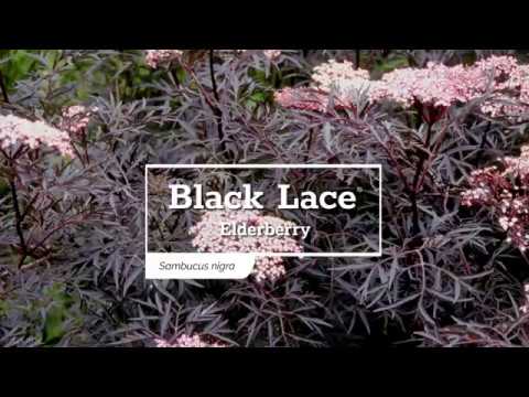 Proven Winners Black Lace® Elderberry | Sambucus nigra 'Eva'