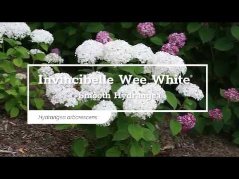 Proven Winners INVINCIBELLE WEE  WHITE® Smooth Hydrangea | Hydrangea arborescens 'NCHA5'