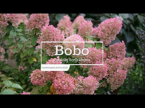 Proven Winners BOBO® Hydrangea - Panicle | Hydrangea paniculata 'ILVOBO'