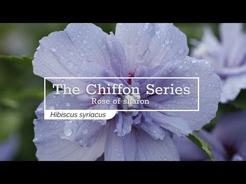 Proven Winners Blue CHIFFON® Rose of Sharon | Hibiscus syriacus 'Notwoodthree'