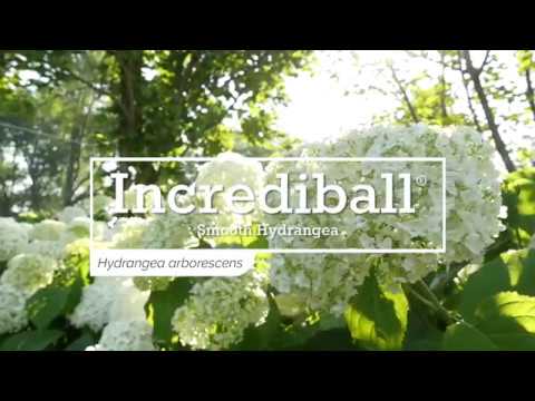Proven Winners INCREDIBALL® Hydrangea - Smooth | Hydrangea arborescens 'Abetwo'