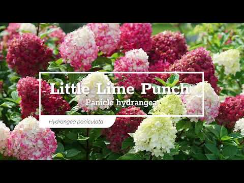Proven Winners Little Lime Punch® Panicle Hydrangea | Hydrangea paniculata 'SMNHPH'