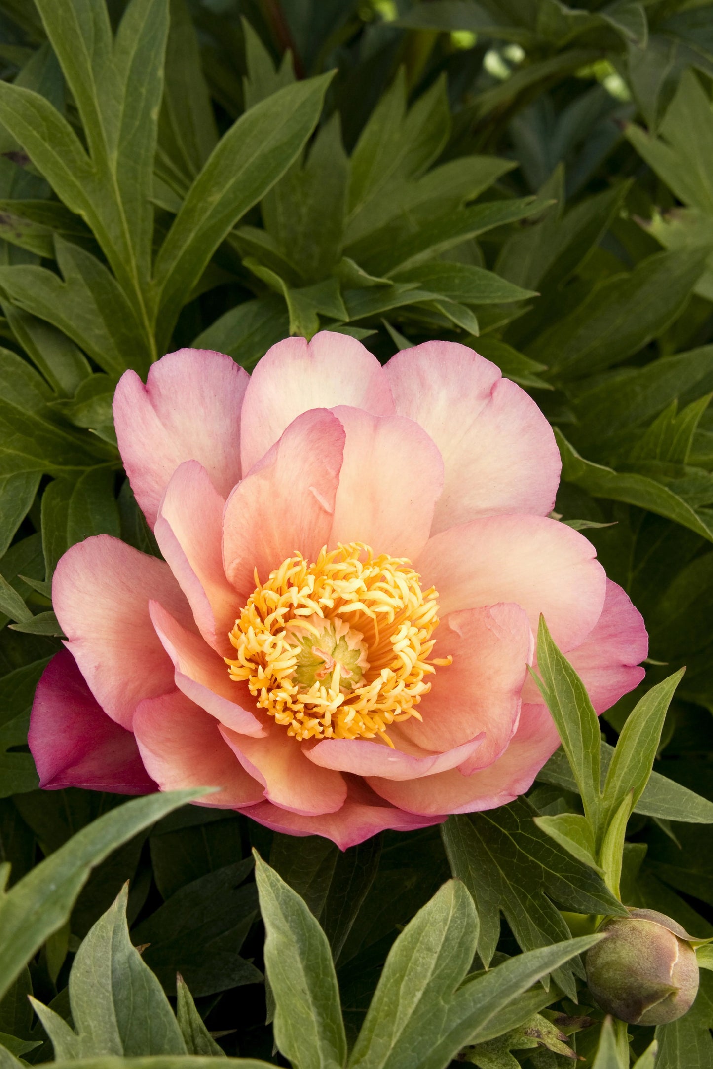 itoh peony 'Julia Rose' bloom