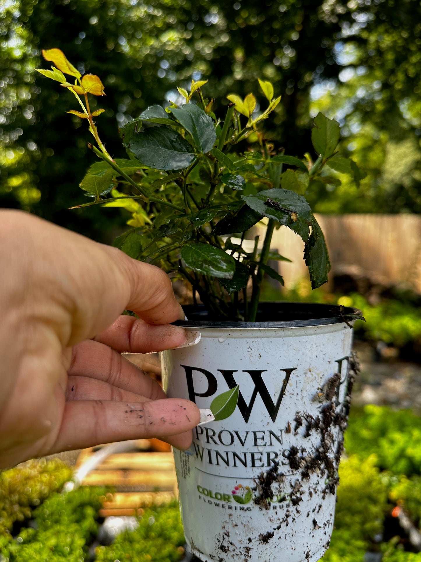 Proven Winners Rise Up Lilac Days® Climbing Rose | Rosa x 'ChewLilacdays'