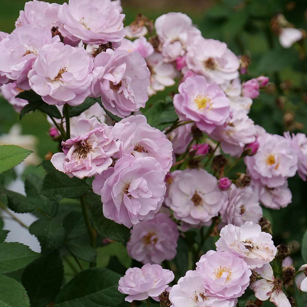 Proven Winners Rise Up Lilac Days® Climbing Rose | Rosa x 'ChewLilacdays'