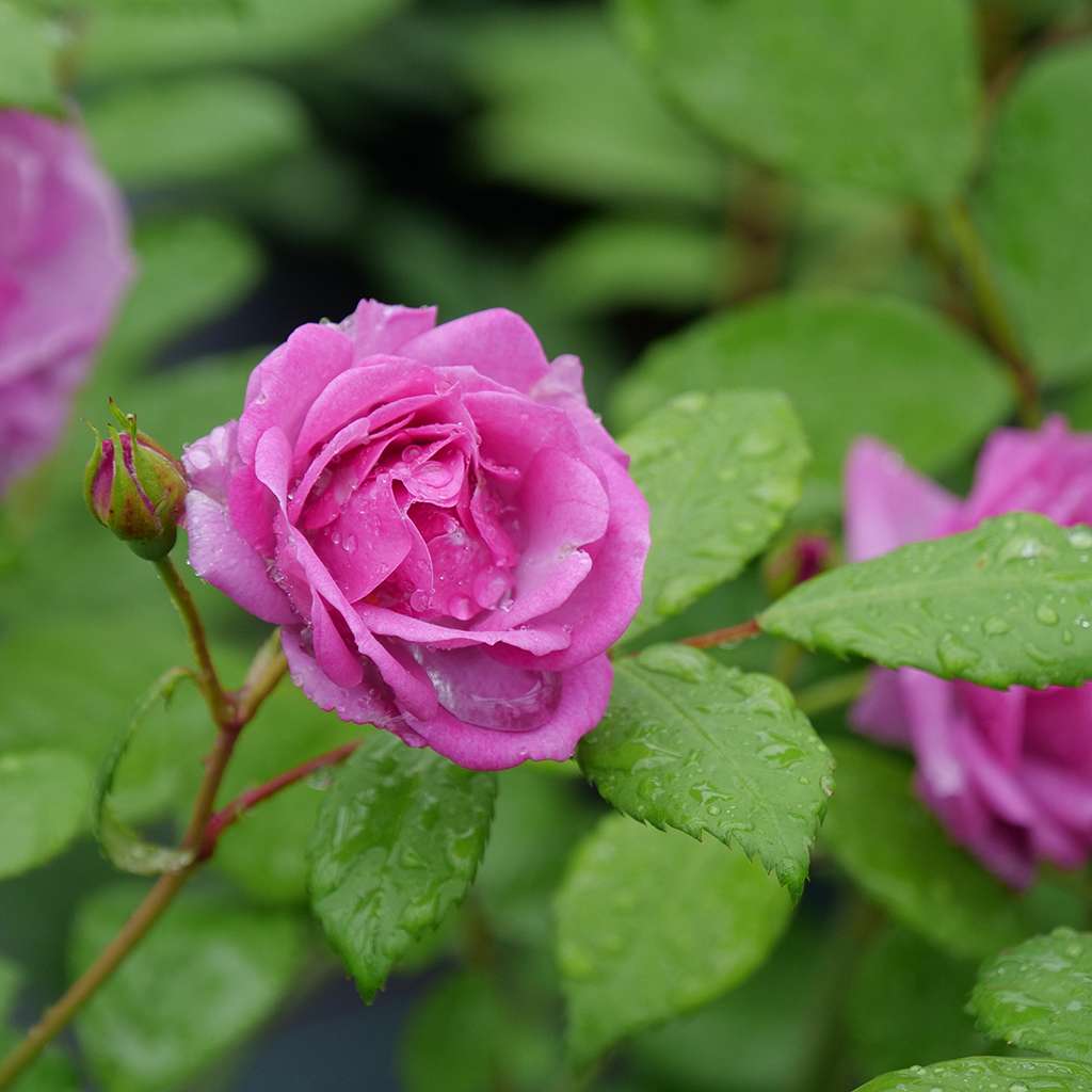 Proven Winners Rise Up Lilac Days® Climbing Rose | Rosa x 'ChewLilacdays'