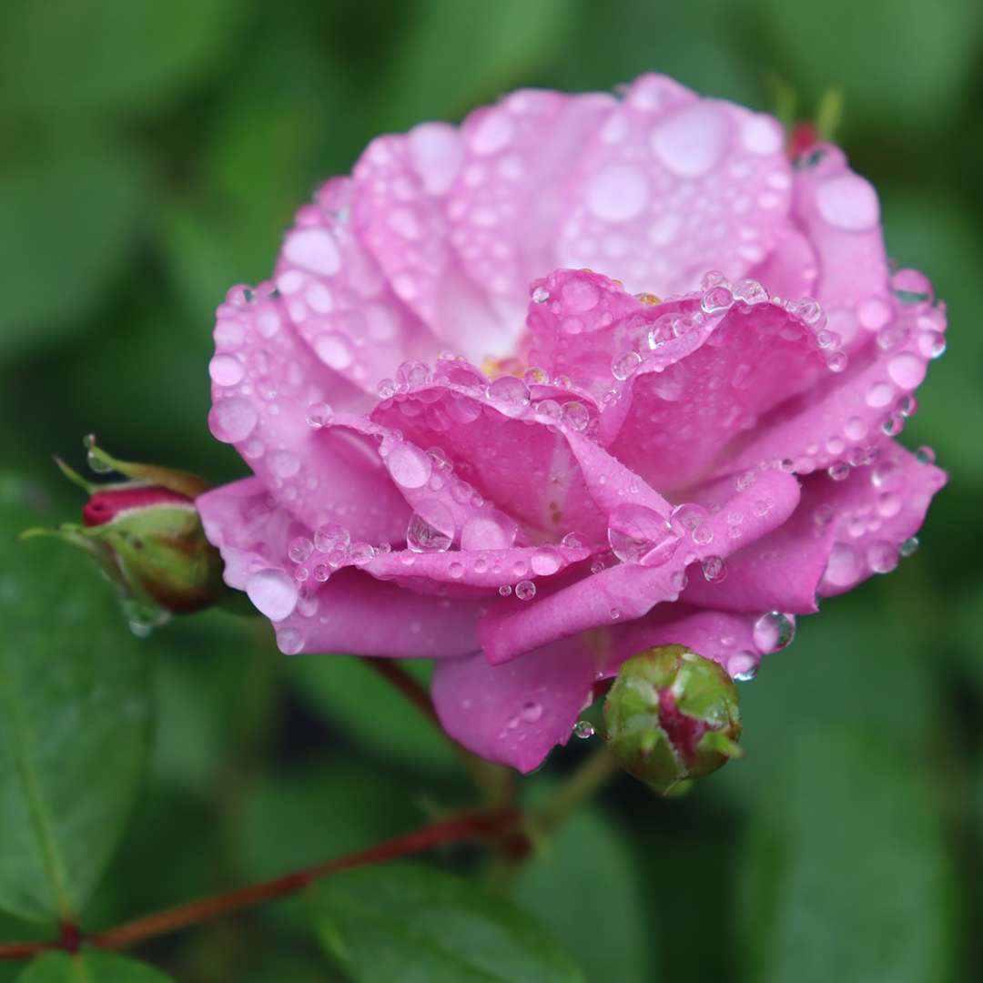 Proven Winners Rise Up Lilac Days® Climbing Rose | Rosa x 'ChewLilacdays'