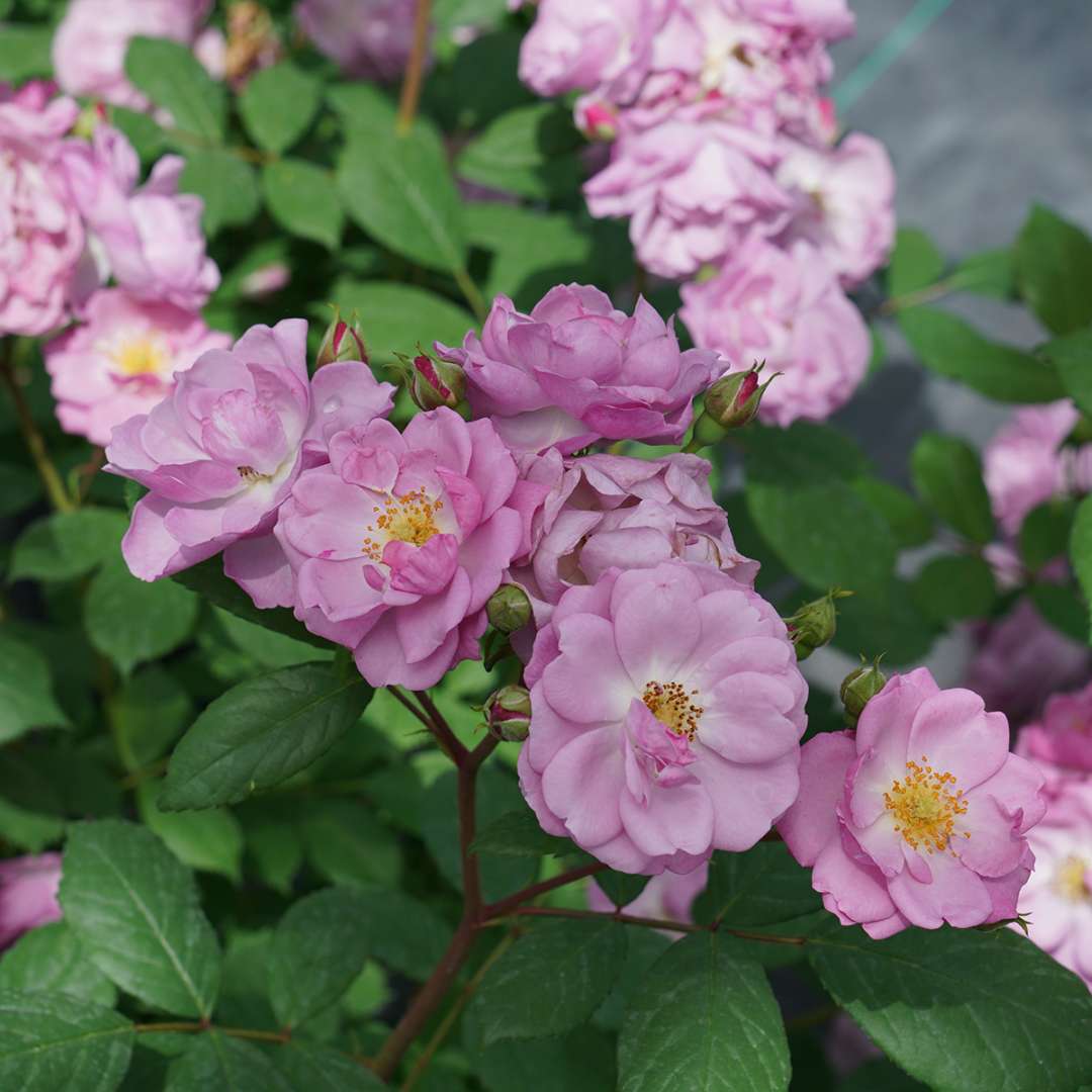 Proven Winners Rise Up Lilac Days® Climbing Rose | Rosa x 'ChewLilacdays'