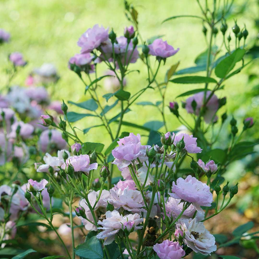 Proven Winners Rise Up Lilac Days® Climbing Rose | Rosa x 'ChewLilacdays'
