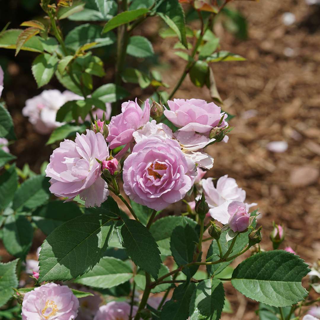 Proven Winners Rise Up Lilac Days® Climbing Rose | Rosa x 'ChewLilacdays'