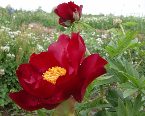 Itoh Peony 'Scarlet Heaven' | Paeonia x intersectional 'Scarlet Heaven'