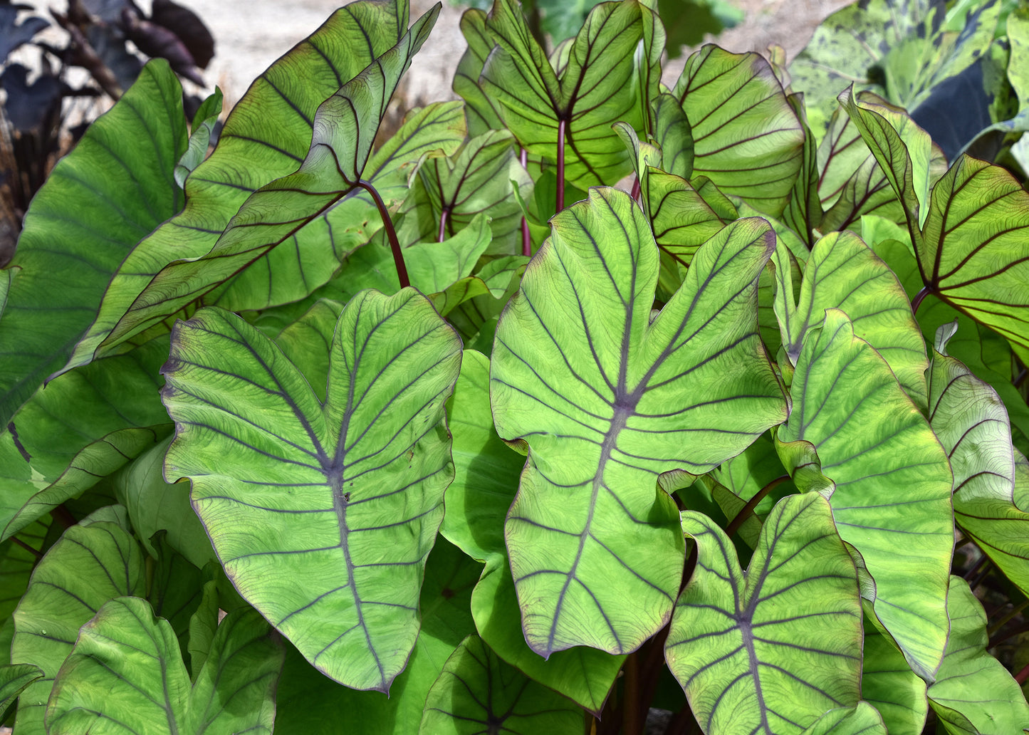 Elephant Ear, 'Blue Hawaii' | Colocasia Esculenta 'Blue Hawaii'