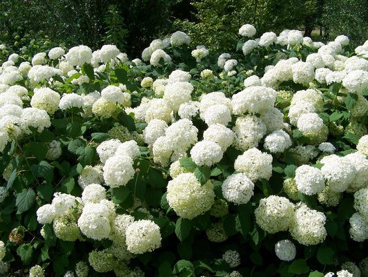 Annabelle Hydrangea | Hydrangea arborescens 'Annabelle'