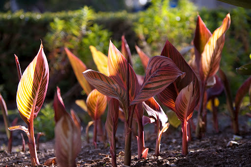 Canna, Tall 'Durban' | Canna x generalis 'Durban'