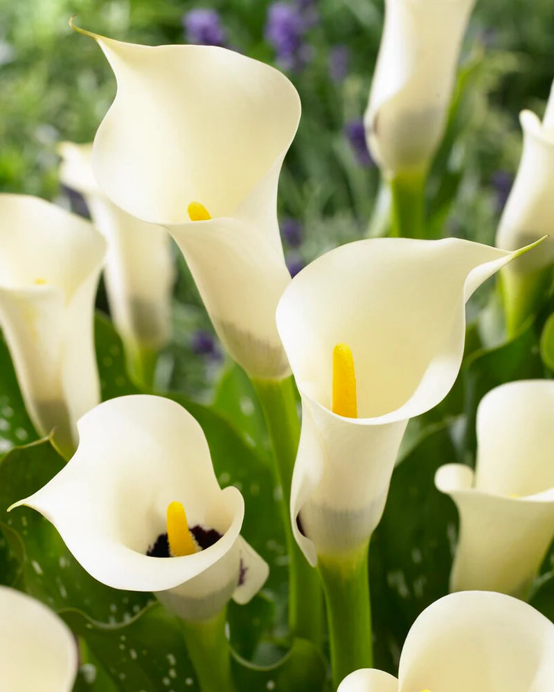 Calla Lily 'Black-Eyed Beauty' - 3/6-pack | Zantedeschia 'Black Eyed Beauty'