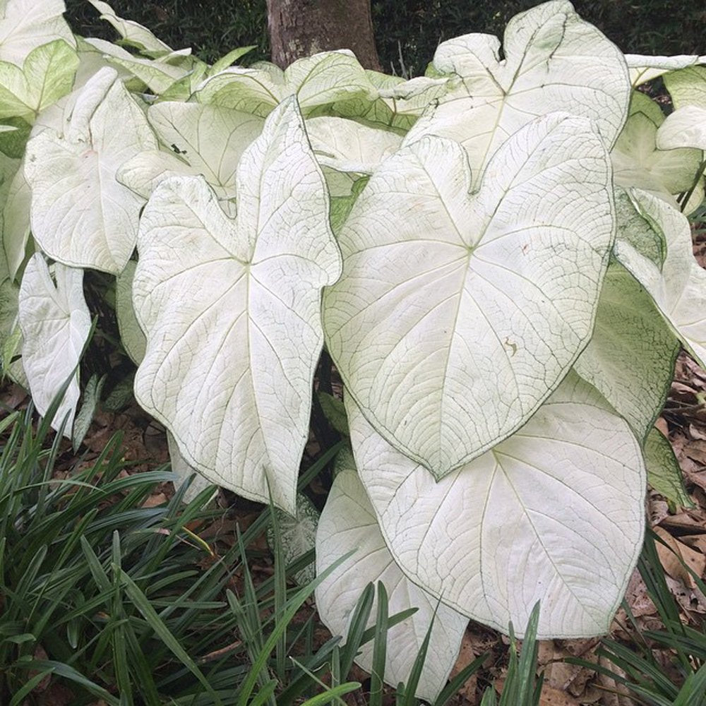 Caladium