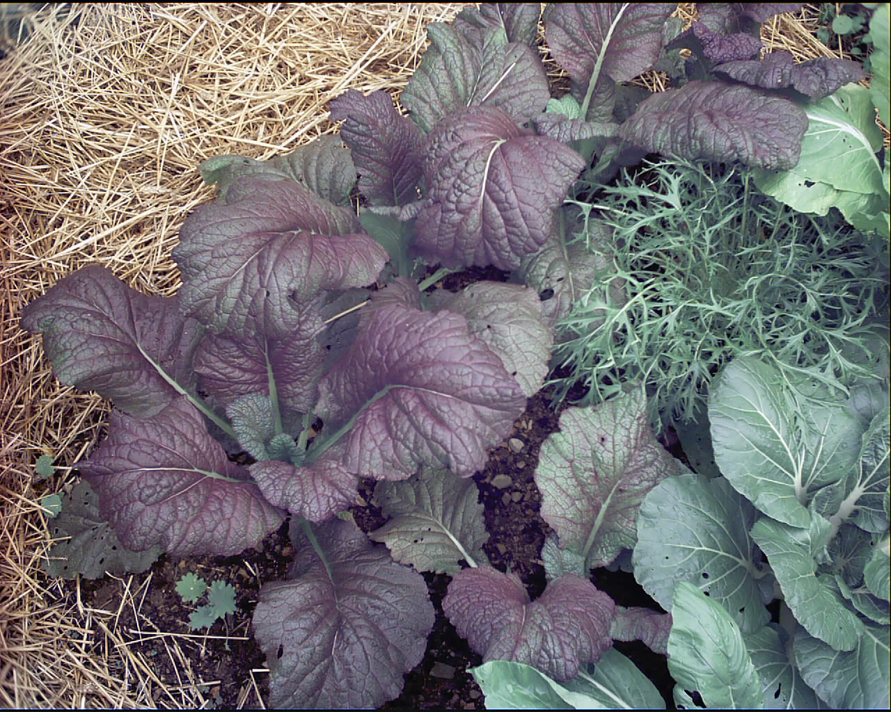 Cool Season Veggies