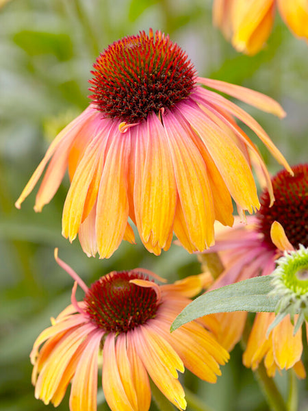 Echinacea