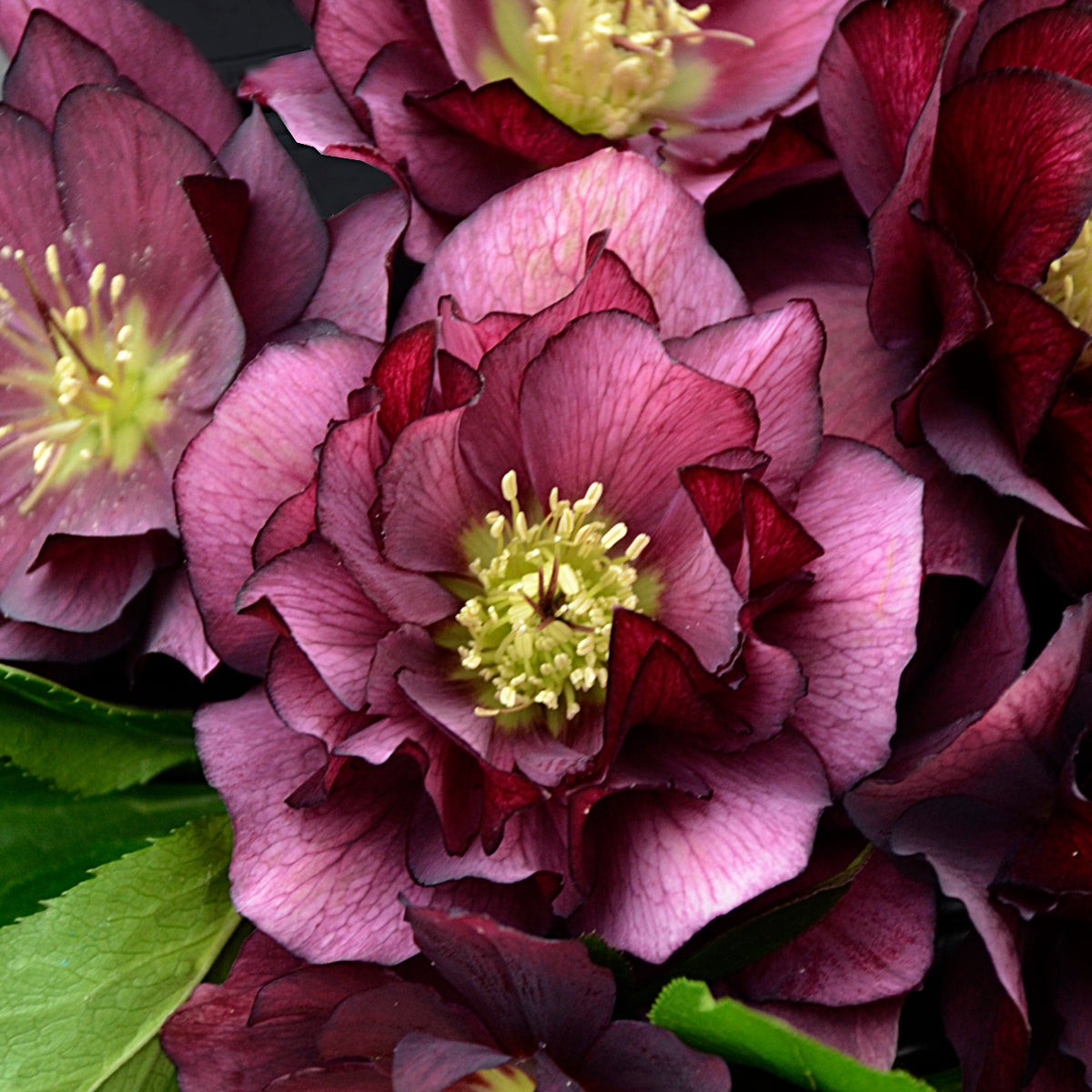 Hellebore