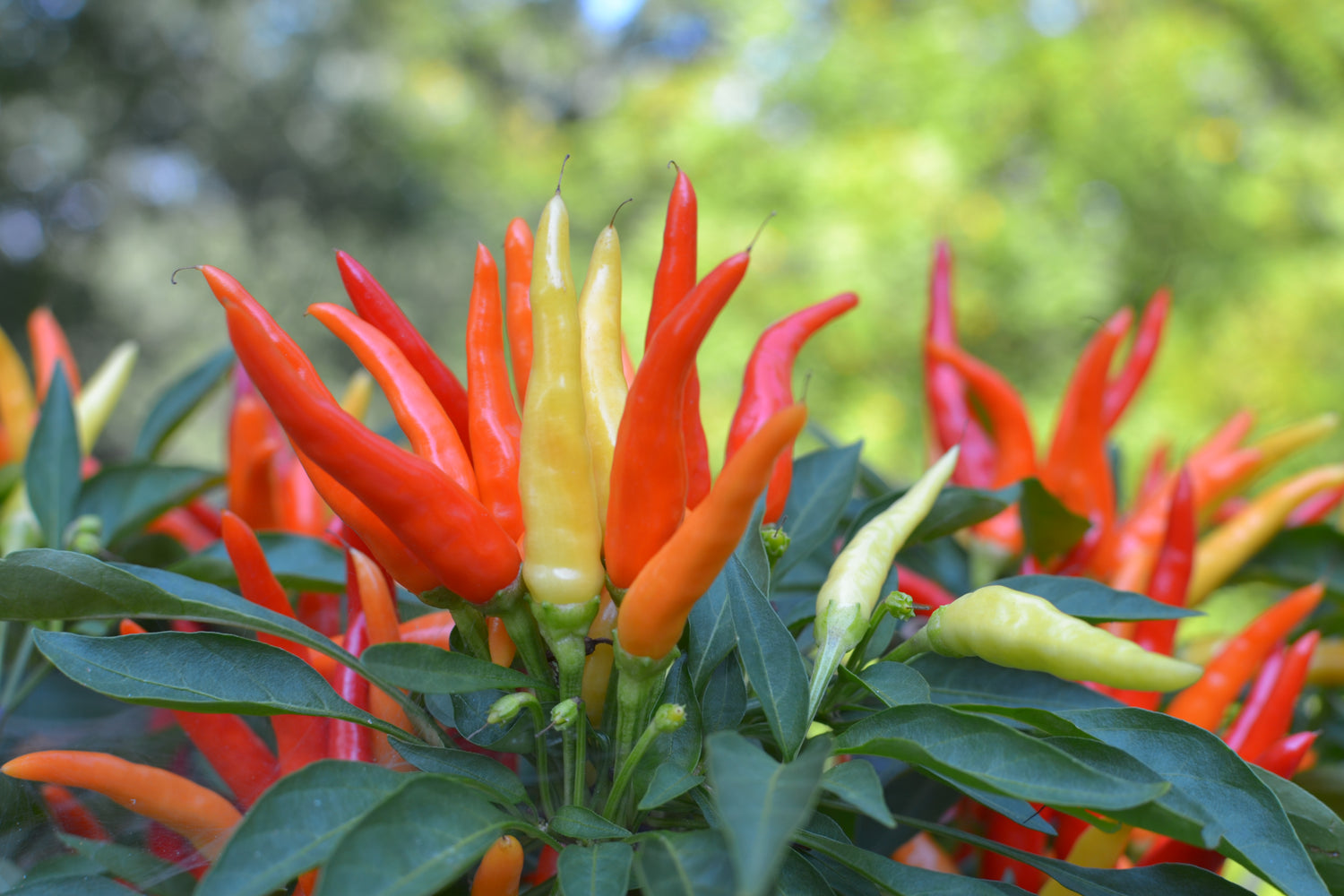Peppers