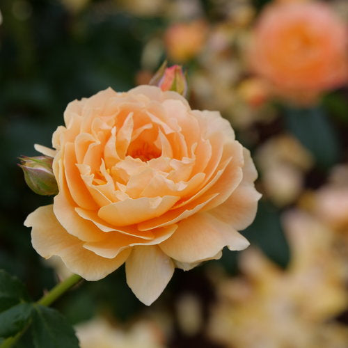 Roses