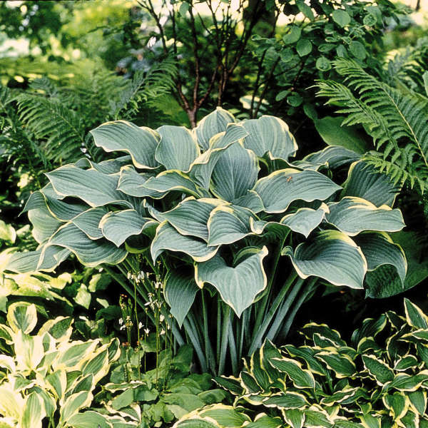 Hostas