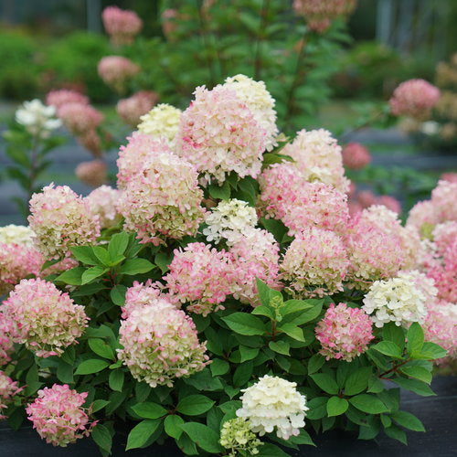 Hydrangeas