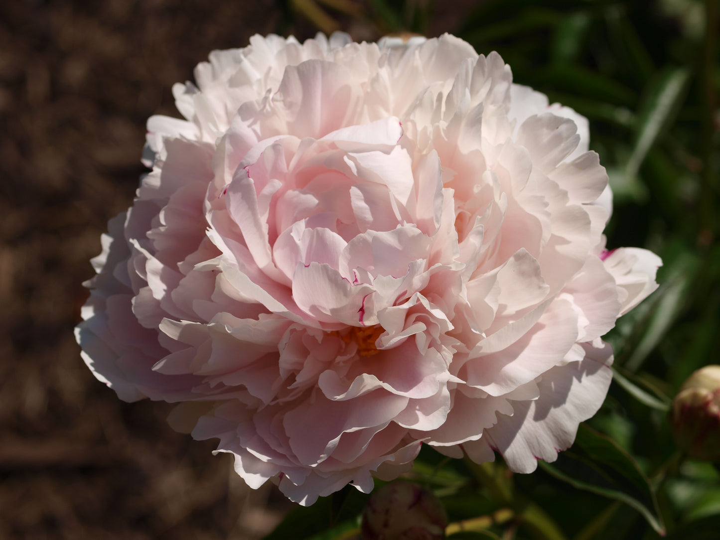 Peony 'Shirley Temple' | Paeonia lactiflora 'Shirley Temple'