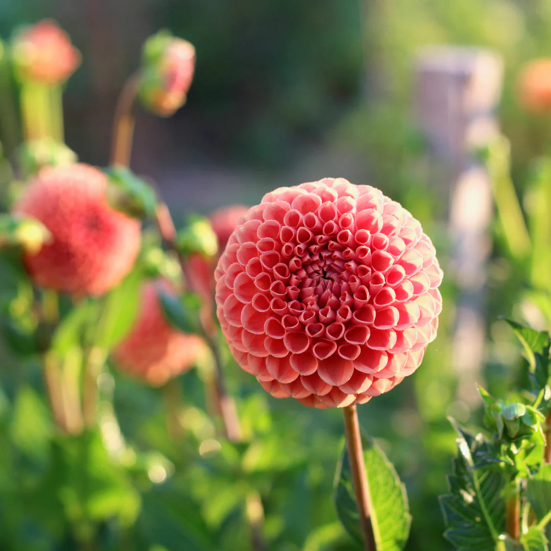 Dahlia, Ball 'Cornel Bronze' | Ball Dahlia