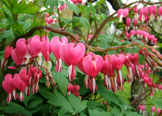 Bleeding Heart | Dicentra Spectabilis