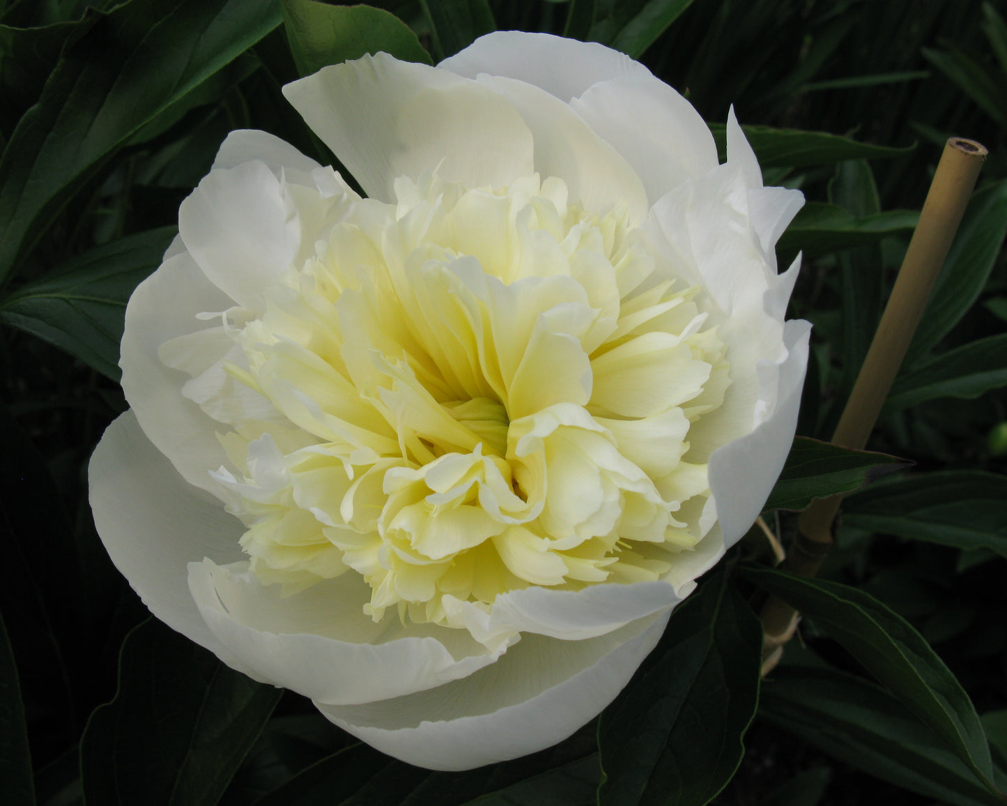 Peony 'Duchesse de Nemours' | Paeonia lactiflora 'Duchesse de Nemours'