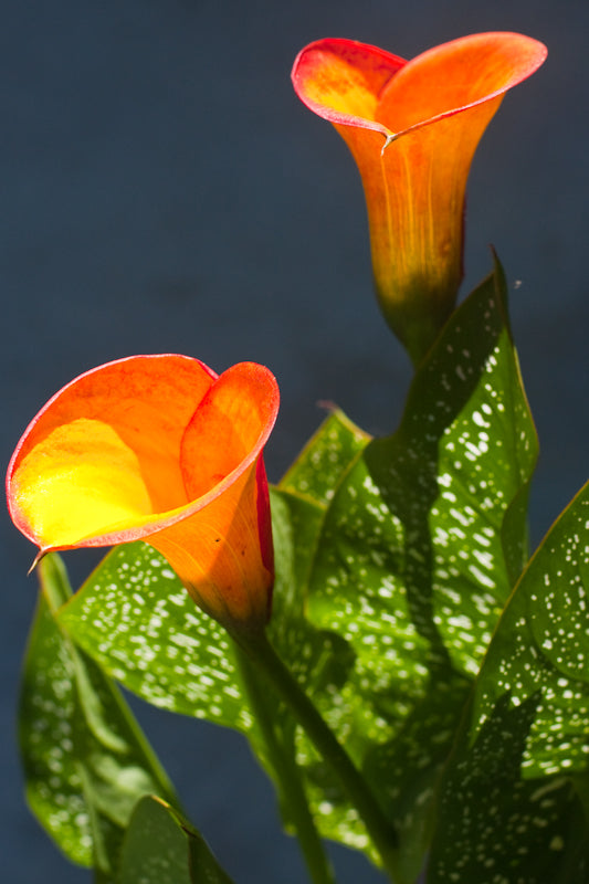 Calla Lily 'Flame' - 3/6-pack | Zantedeschia 'Flame'