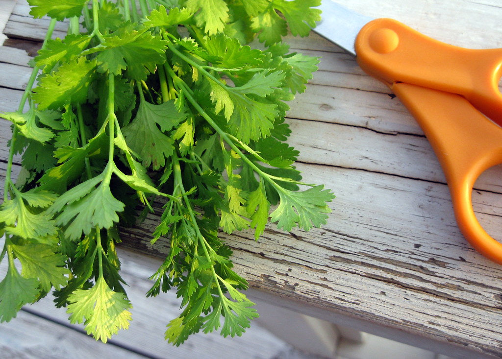 Cilantro - 3-pack | Coriandrum sativum