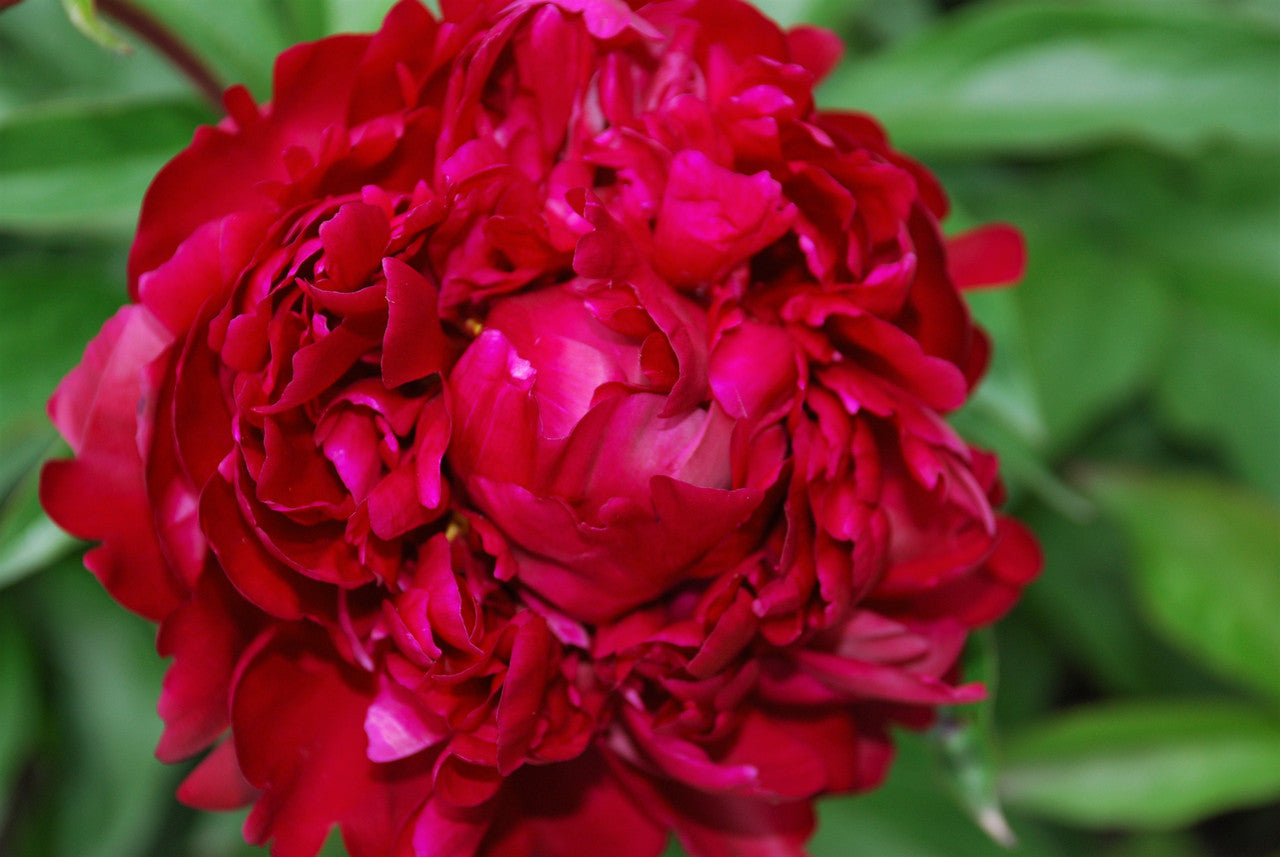 Peony 'Peter Brand' | Paeonia lactiflora 'Peter Brand'