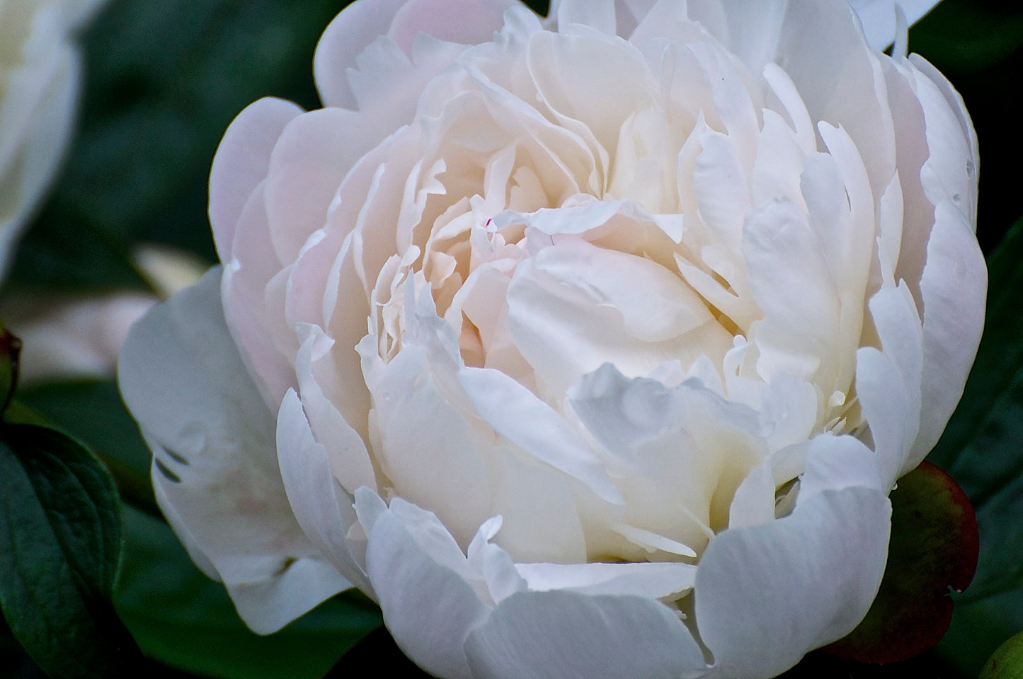 Peony 'Duchesse de Nemours' | Paeonia lactiflora 'Duchesse de Nemours'