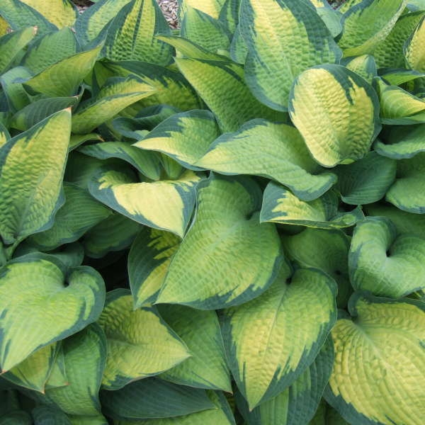 Hosta, 'Paul's Glory' | Hosta 'Paul's Glory'