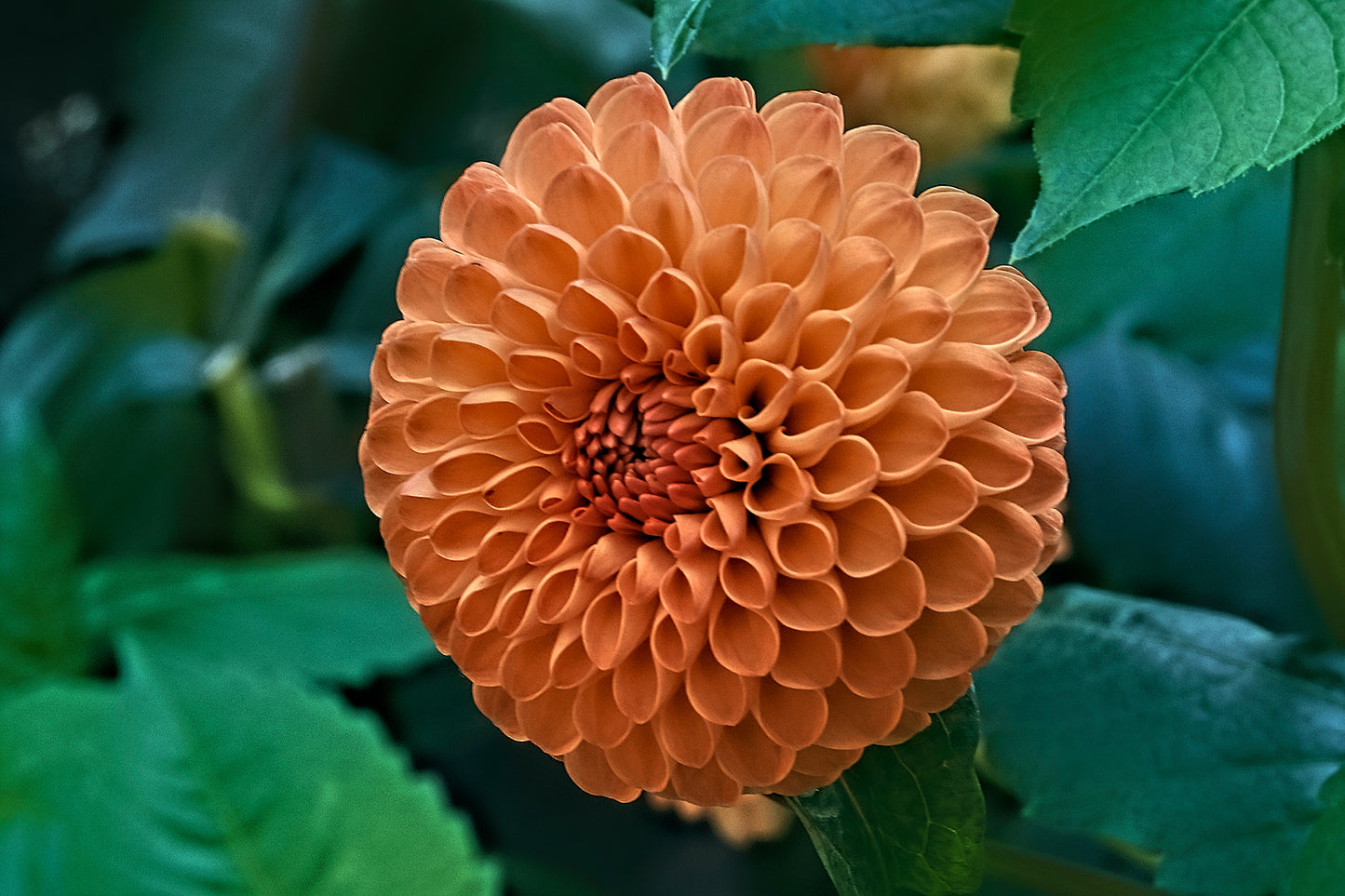 Dahlia, Ball 'Cornel Bronze' | Ball Dahlia