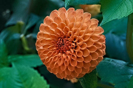 Dahlia, Ball 'Cornel Bronze' | Ball Dahlia