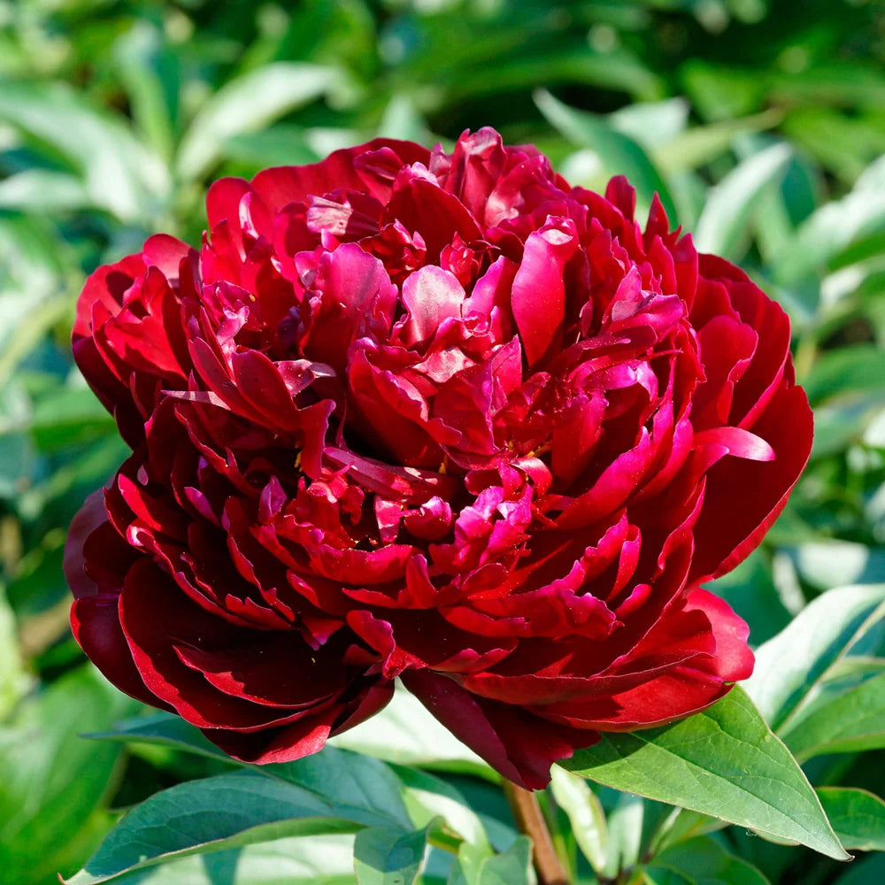 Peony 'Peter Brand' | Paeonia lactiflora 'Peter Brand'