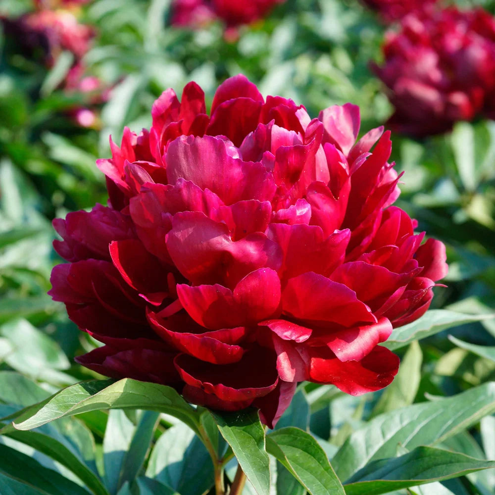 Peony 'Peter Brand' | Paeonia lactiflora 'Peter Brand'