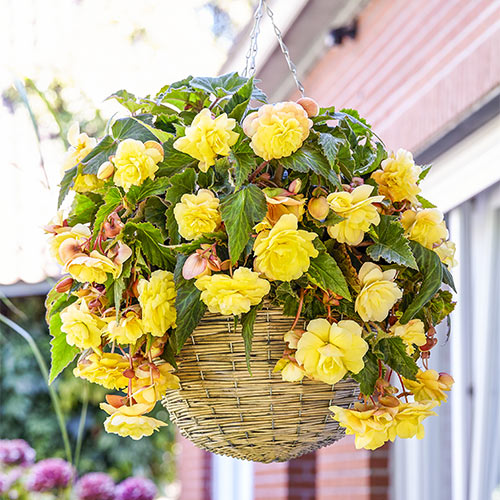 Begonia, 'Sunny Dream' - 3/6/10-pack| Begonia Odorata 'Sunny Dream'