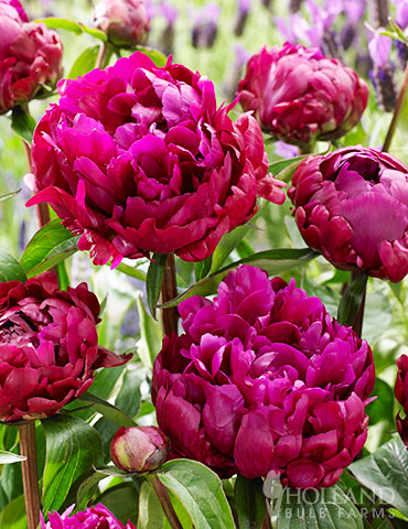 Peony 'Peter Brand' | Paeonia lactiflora 'Peter Brand'