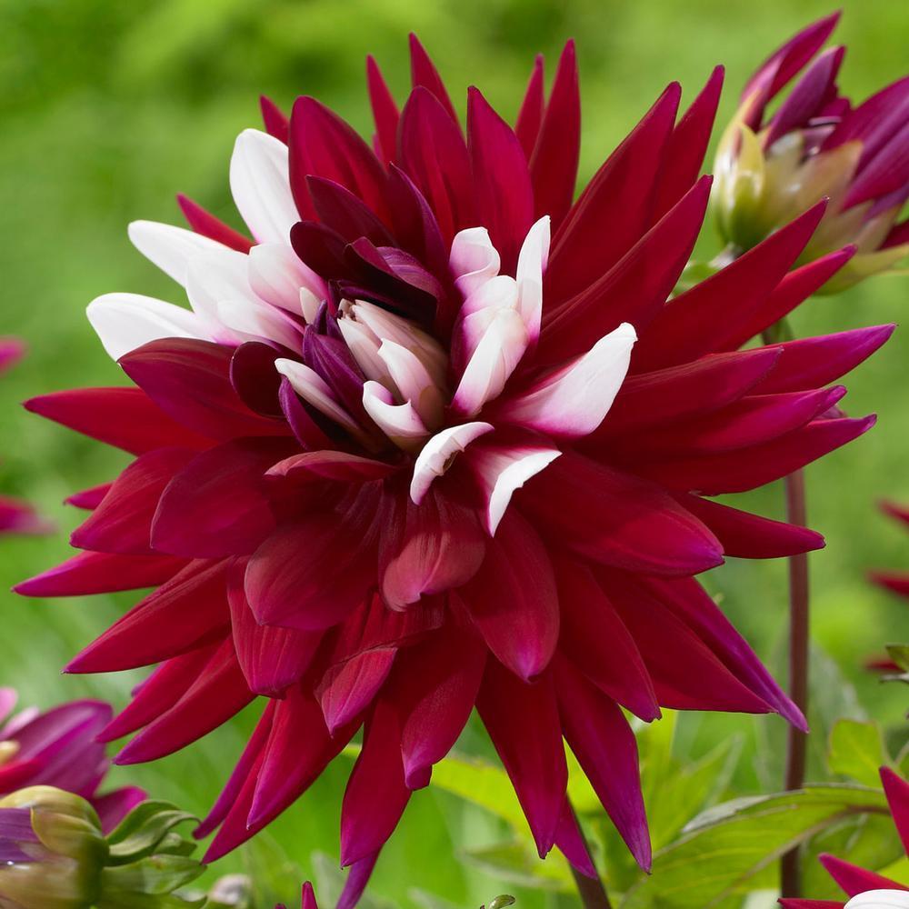 Dahlia, Cactus 'Rebecca's World' | Cactus Dahlia