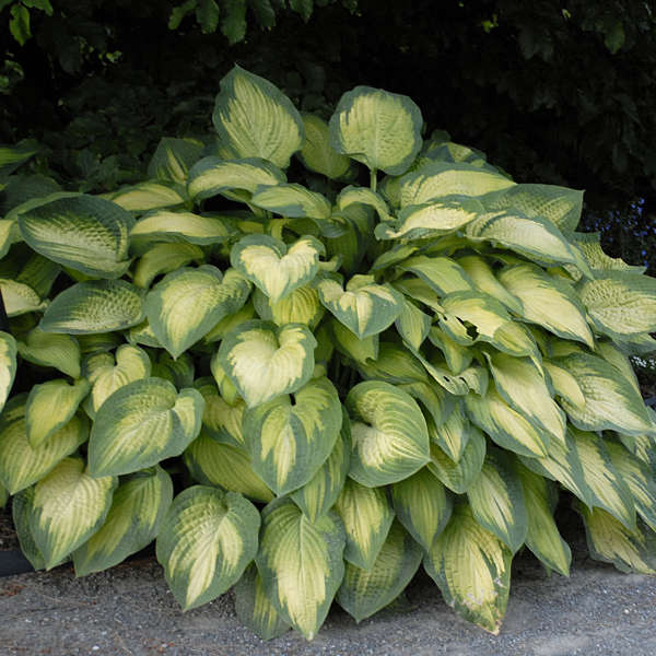 Hosta, 'Paul's Glory' | Hosta 'Paul's Glory'